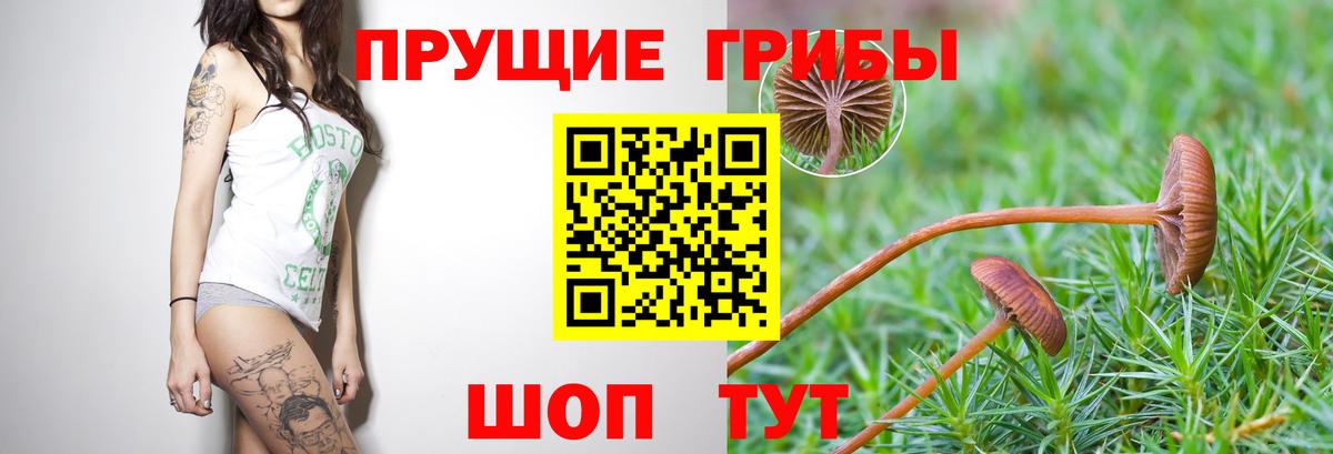 Псилоцибиновые грибы прущие грибы Карачаевск